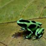 1280px-flickr_-_ggallice_-_green_and_black_poison_dart_frog_3
