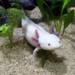 Axolotl-2193331_1280