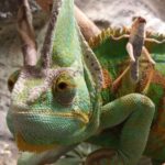 Canva-Green-Brown-and-Yellow-Cameleon-1024x576