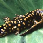 Información-sobre-la-salamandra-tigre-2
