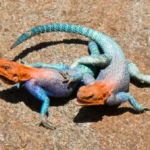 Lizard_Fight