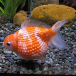 Pearlscale-Goldfish-101-La-guia-de-cuidados-esenciales