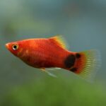 Platy-Fish-101-Care-Types-Diet-Lifespan-More