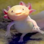 SeaQuests-Guide-to-Axolotls-img