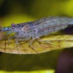 amano-shrimp-caridina-japonica-caridina-multidentata-768x403