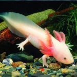 axolotl-mexican-walking-fish-amazing-amazon_450x450