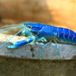 cangrejo-azul-rio-perfil