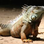 Las-iguanas-en-la-naturaleza-1