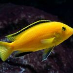labidochromis-caeruleus-jaune