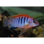 labidochromis-hongi-red-sweden--4-5-cm