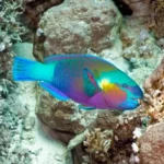 depositphotos_5154746-stock-photo-parrotfish