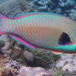 parrotfish-facts-adorno-pez-loro